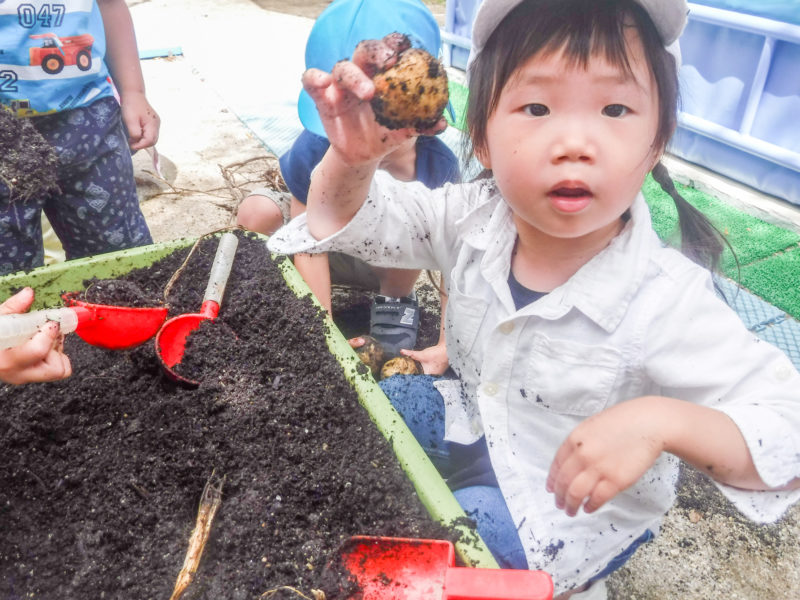 ３歳児クラス収穫野菜のクッキング
